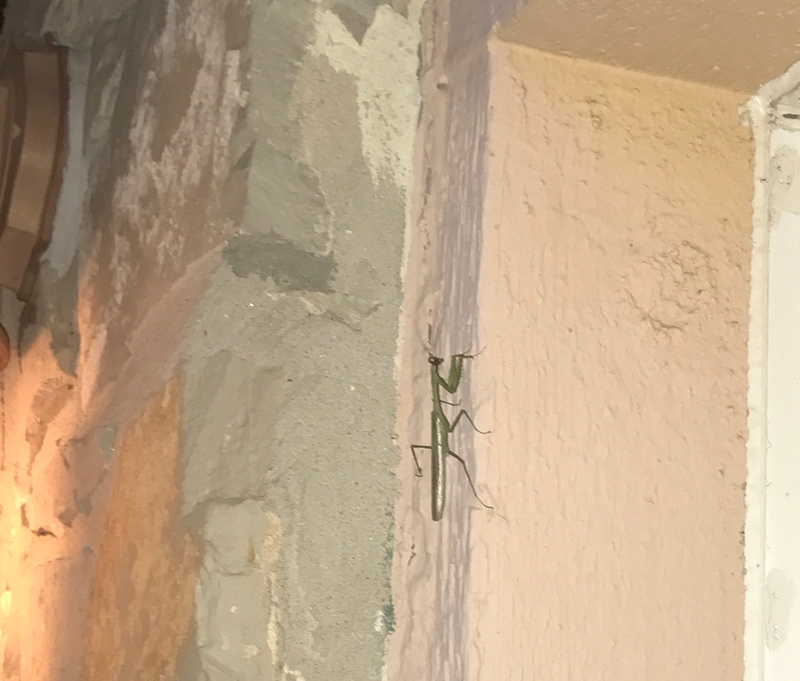 Illustration for article titled A Scorpion, Gecko, and Praying Mantis Are Having A Turf War On The Side Of My House